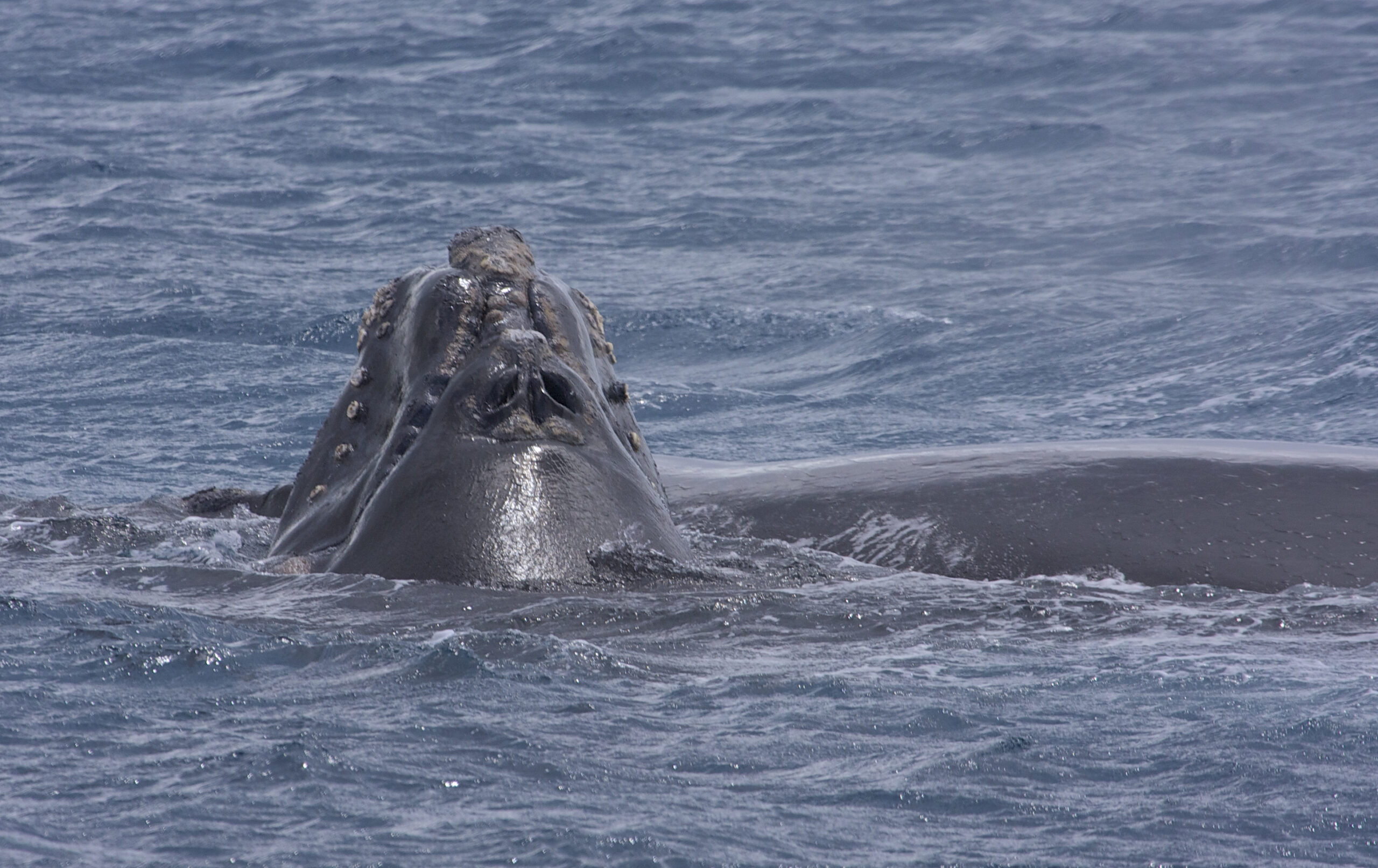 Ballena franca austral y cría en Australia, foto de archivo de 2007