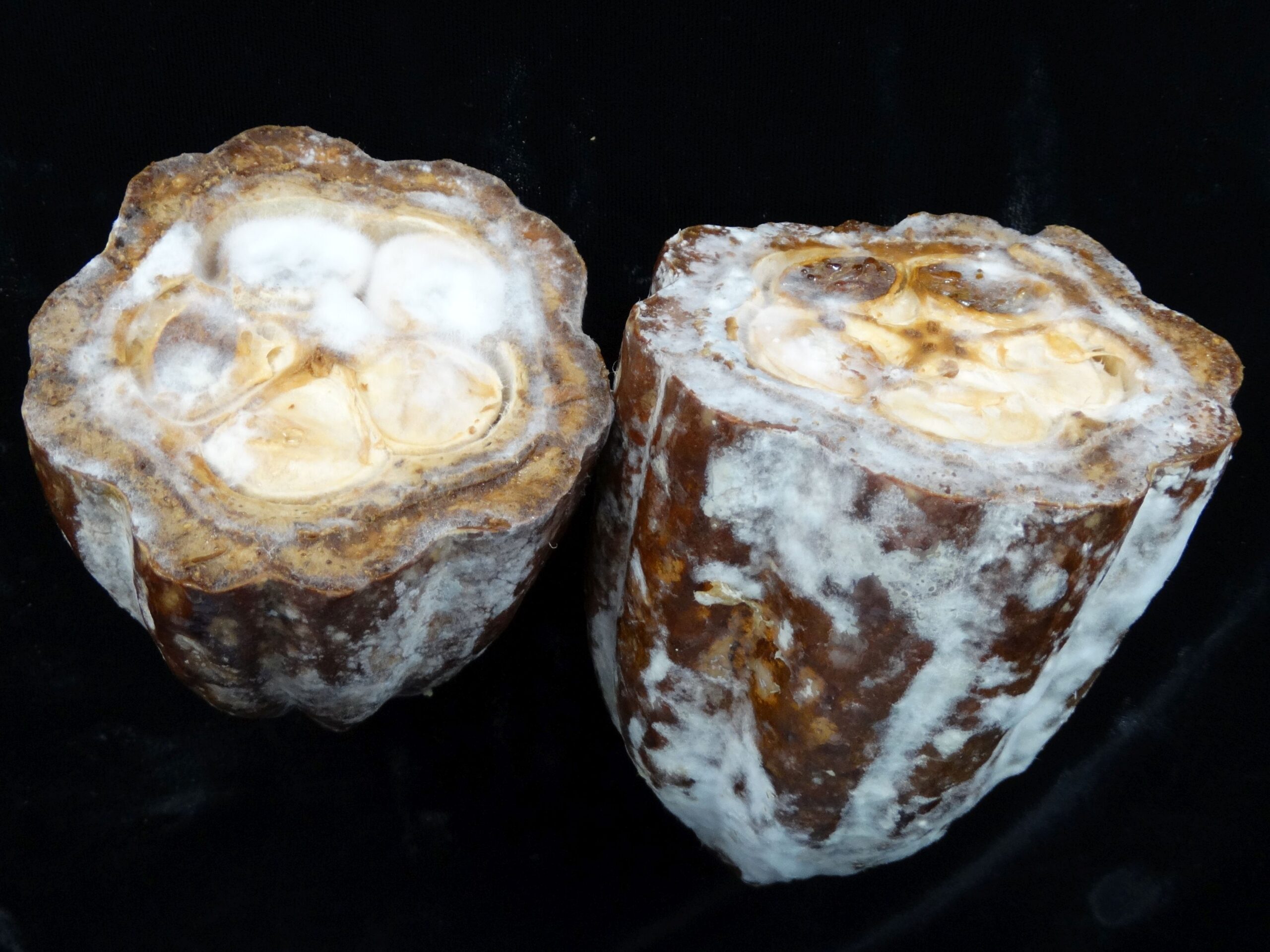 Mazorca de cacao abierta afectada por Phytophthora, fotografía de archivo de 2018.