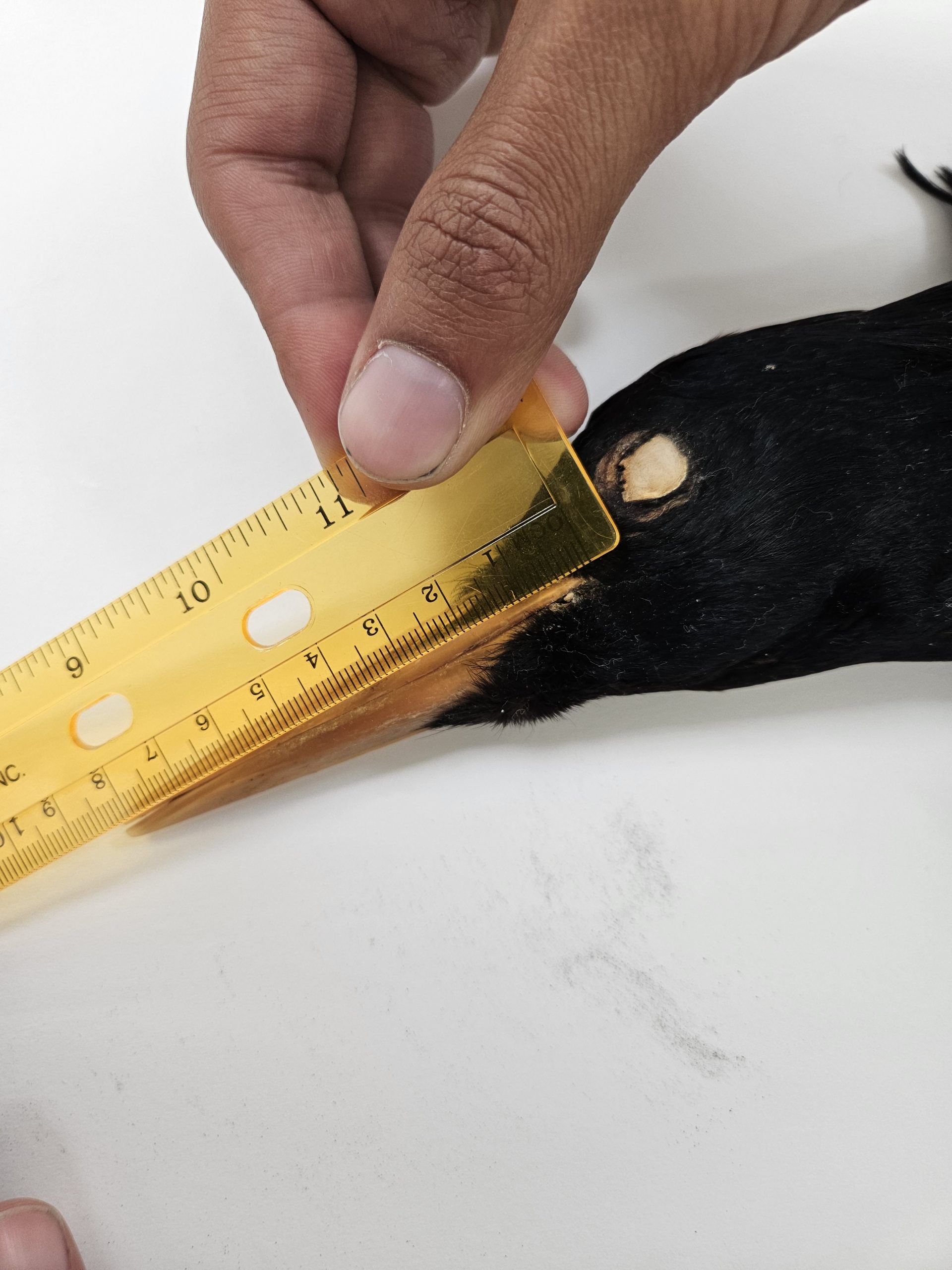 Medición de un ejemplar preservado de carpintero imperial con una regla; fotografía de Joshua Medina.