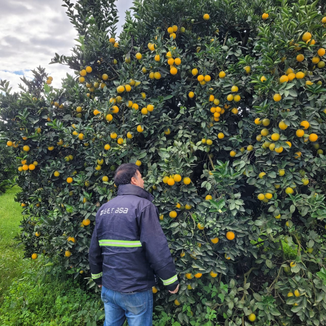 Personal de SENASA junto a árboles cítricos. Foto ilustrativa publicada por el organismo el 14 de octubre de 2026; ubicación no identificada como Jujuy.