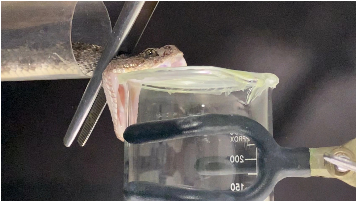 Una cascabel del Pacífico sur durante una extracción controlada de veneno en el experimento.