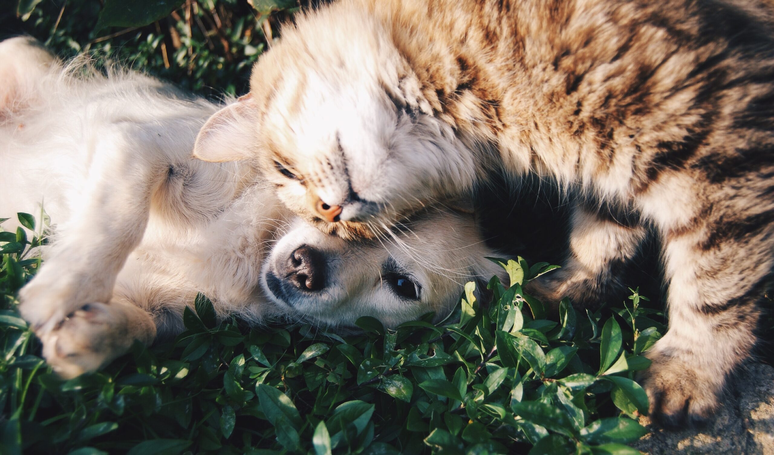 Perro y gato sobre el césped, fotografía ilustrativa de archivo.