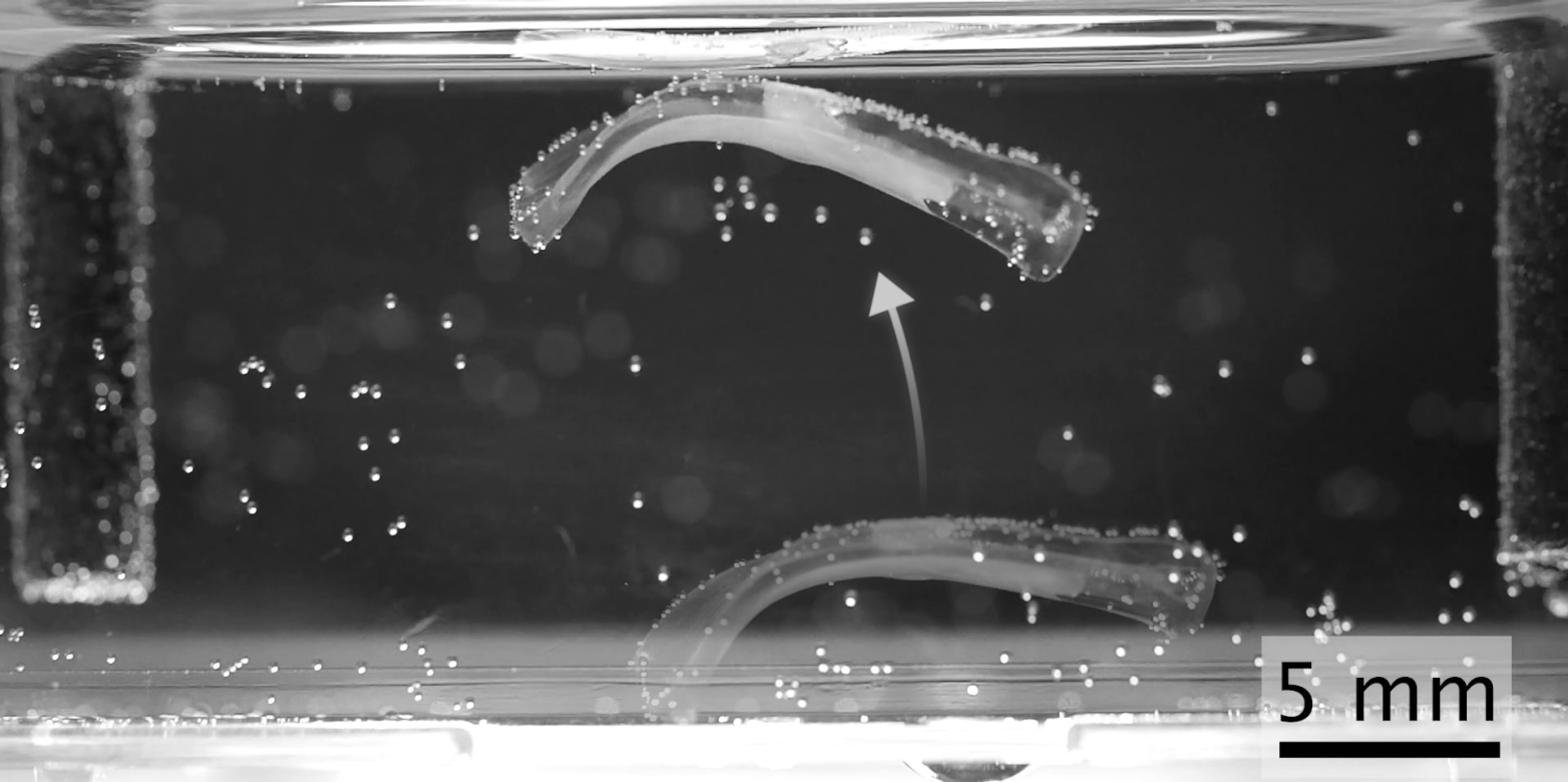 Imagen experimental de un robot biohíbrido antes y durante un salto, con escala de cinco milímetros.