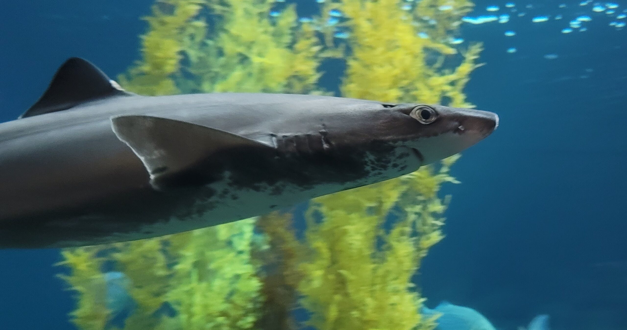 Squalus suckleyi en el Monterey Bay Aquarium, archivo de 2022