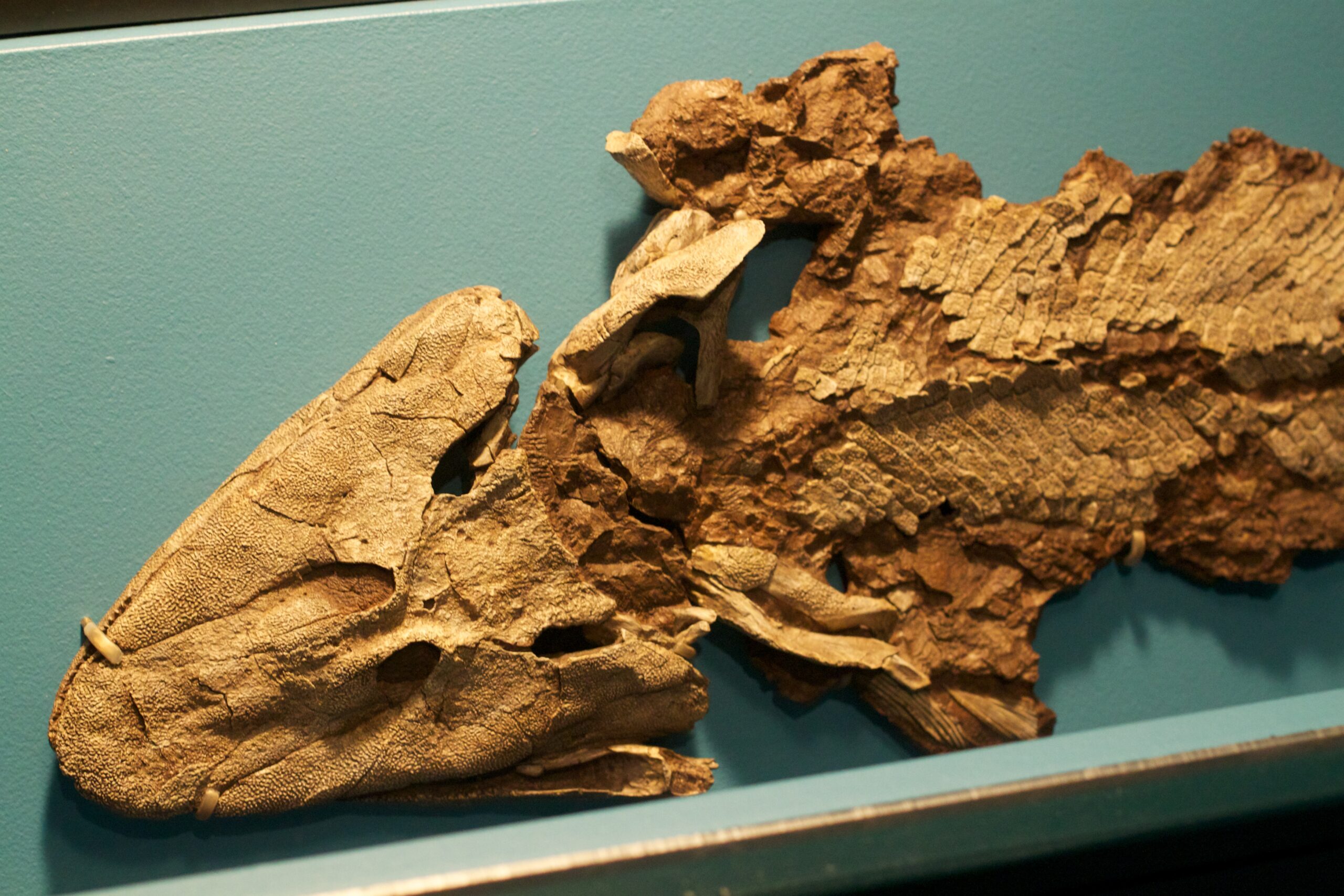 Tiktaalik exhibido en el Field Museum de Chicago, fotografía de archivo de 2010.